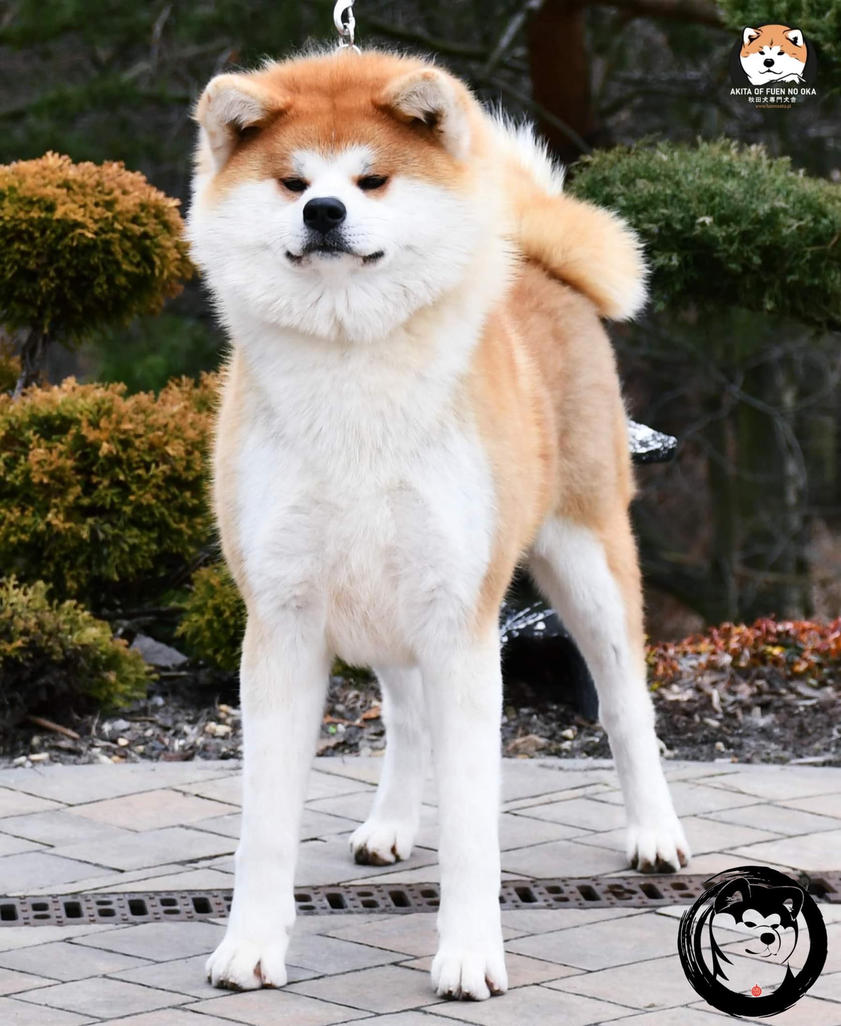 Champion Lines Japanese Akita