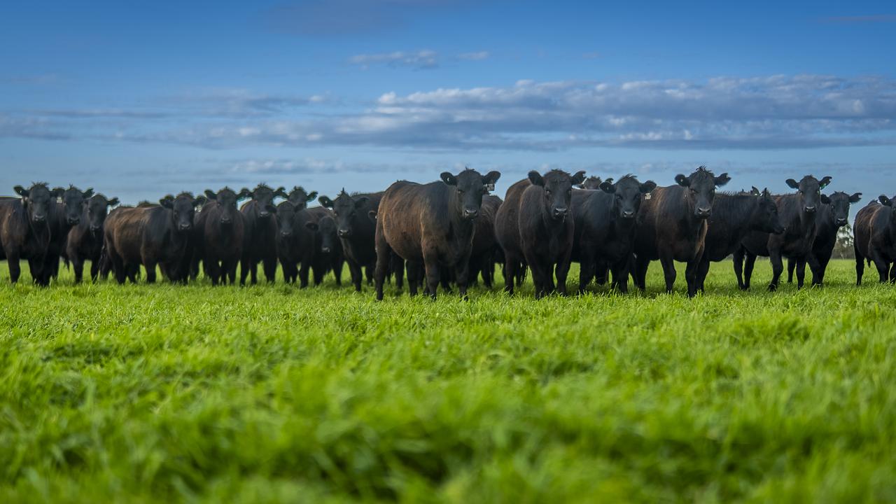 Black cows standing in a green field