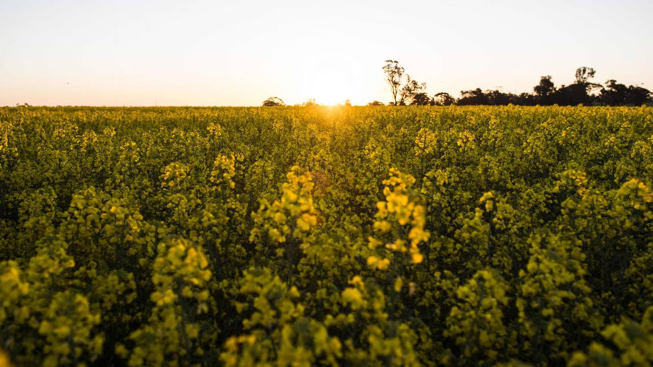 Field of canola with sunset in the background