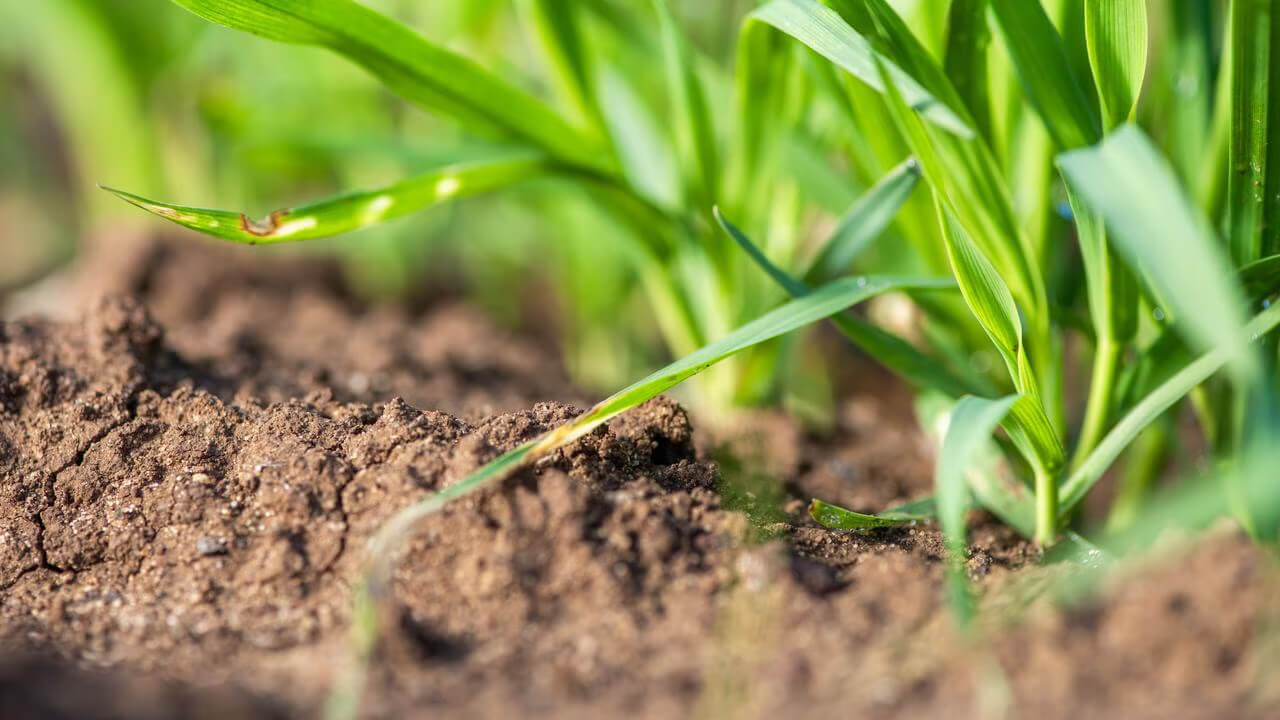 Closeup image of crops at soil level