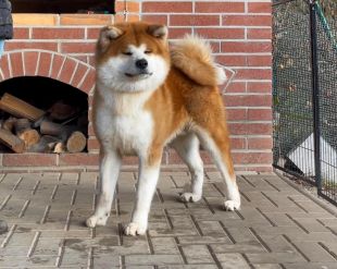 Silver brindle, shimofuri , japanese akita