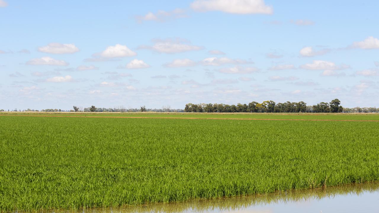 Rice fields
